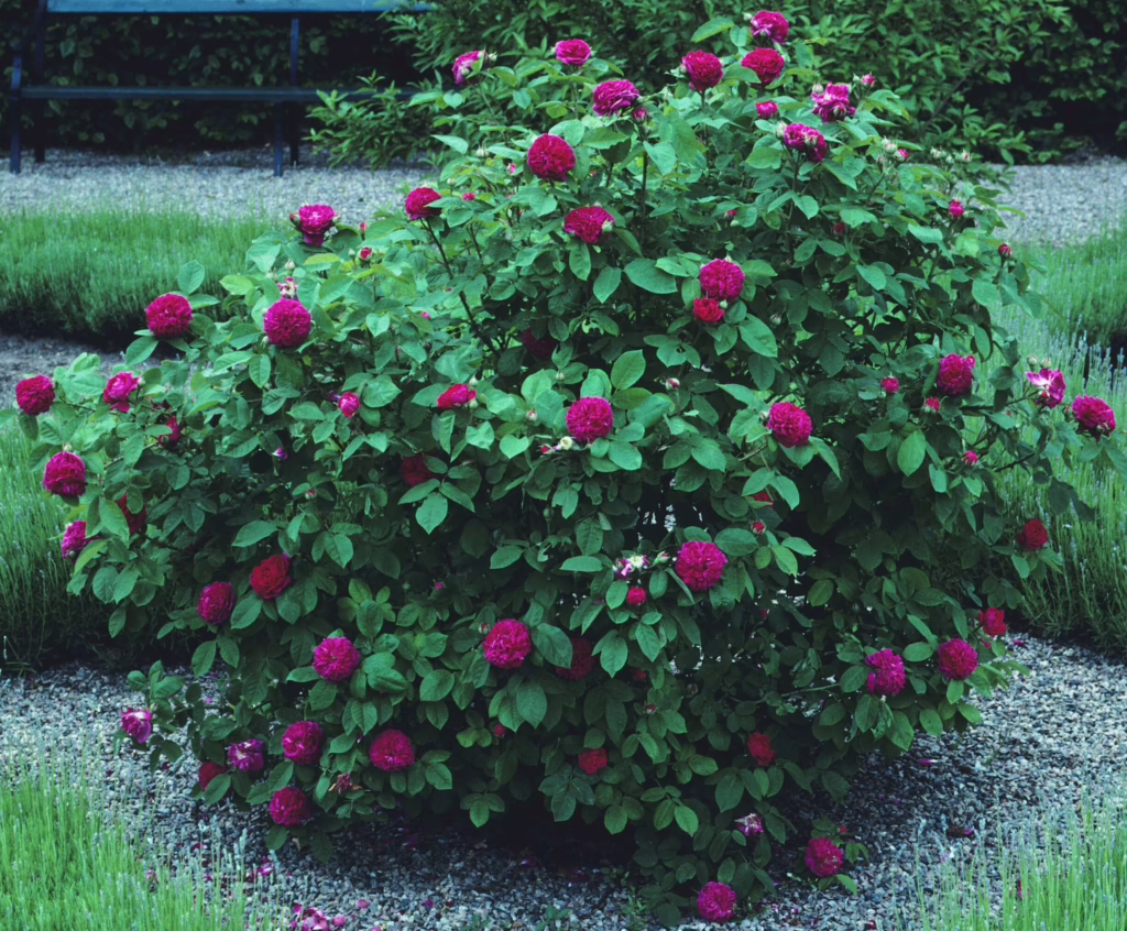 Rosa 'de Rescht'
